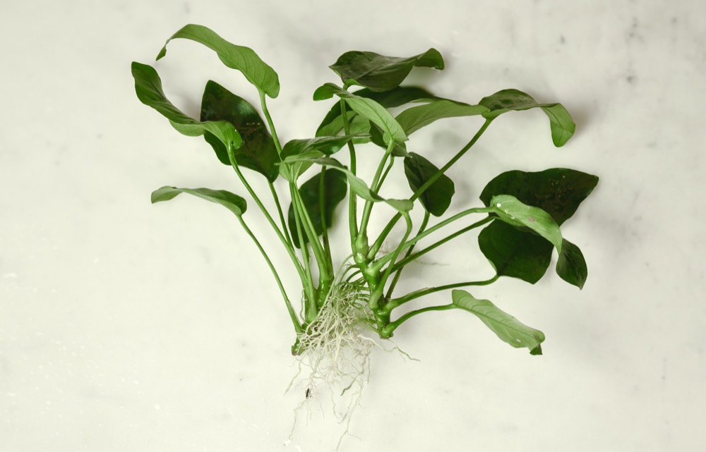 Deep green Anubias nana leaves in a planted aquarium