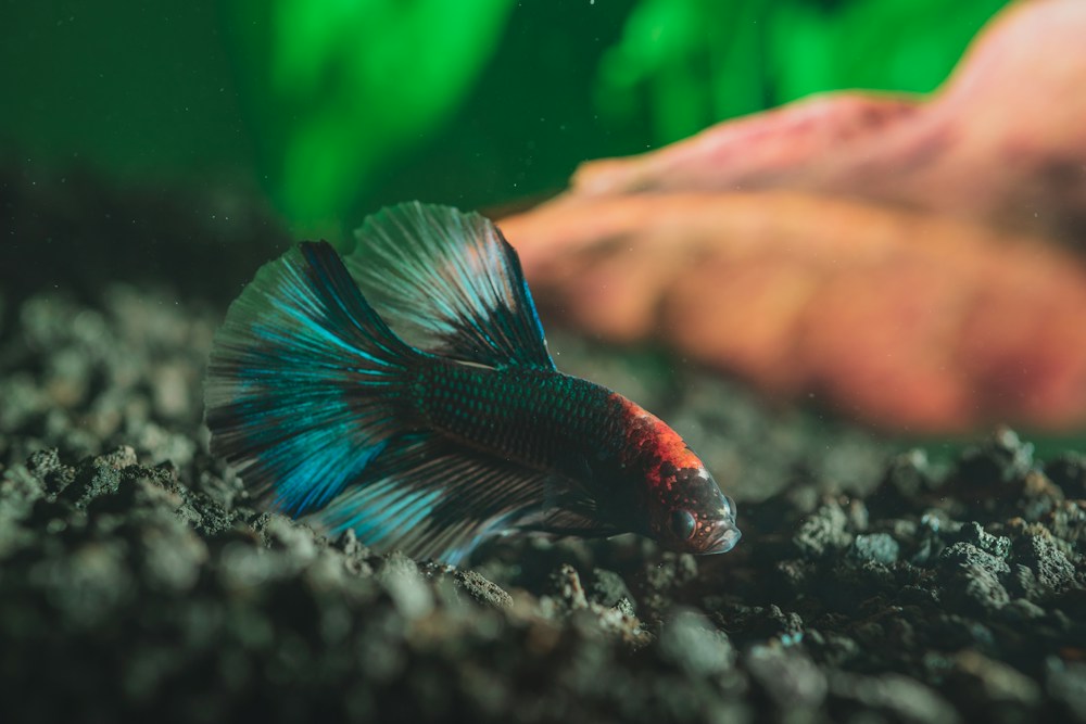 Turquoise and orange koi plakat betta with short fins