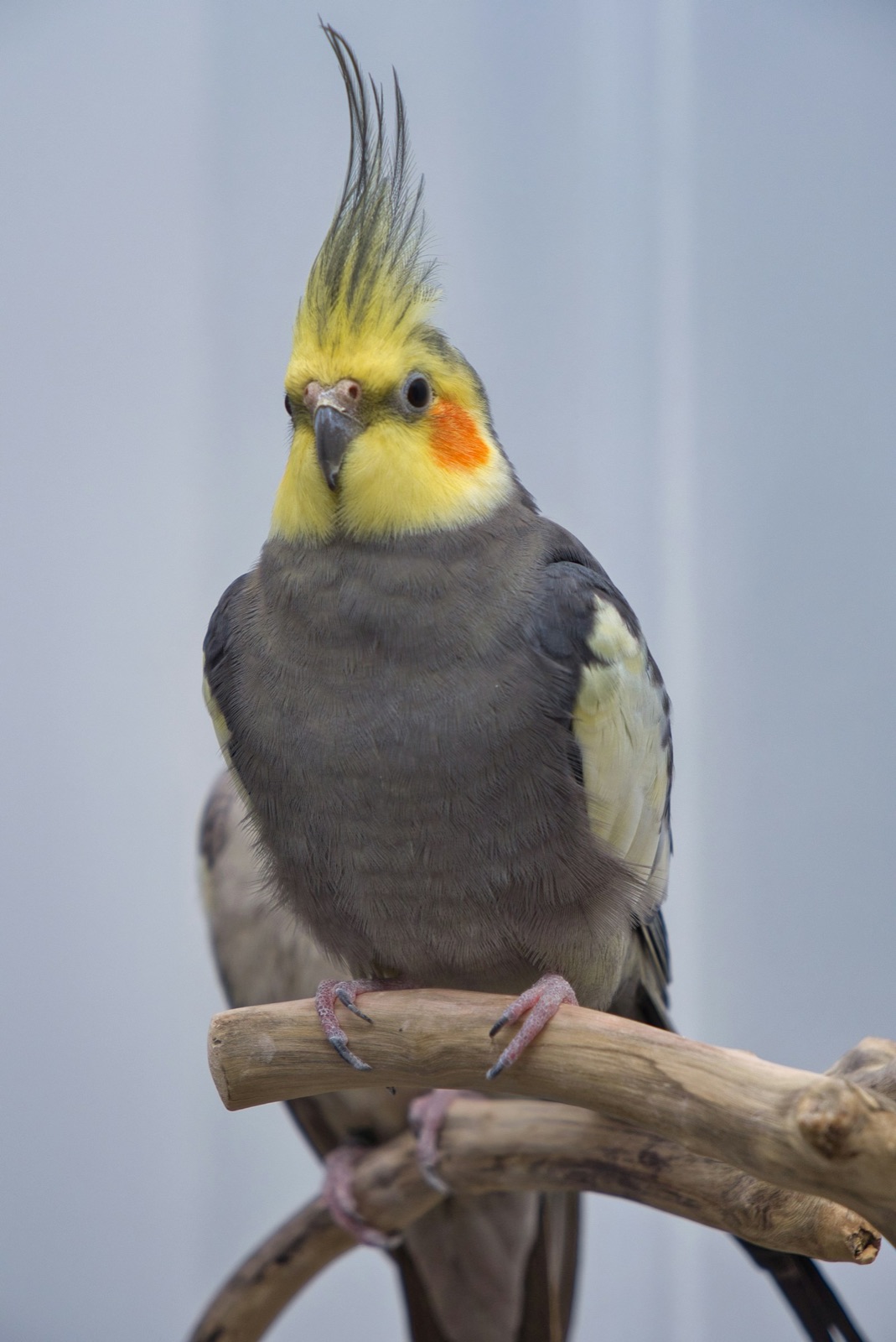 Grey cockatiel perched on driftwood