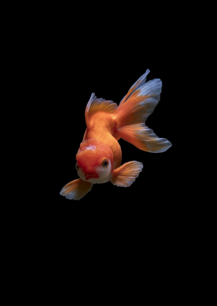White and orange fancy goldfish