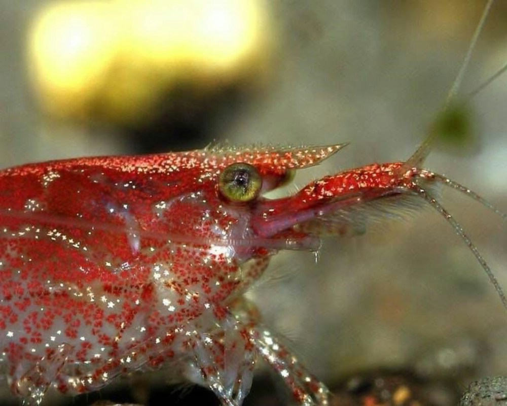 Red cherry shrimp resting on aquatic greenery